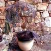 Albizia pleureur 'Chocolate Fountain'