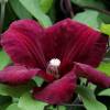 Clmatite 'Rouge cardinal'