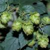 Houblon grimpant