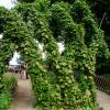 Houblon grimpant