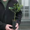 Citronnier �pineux