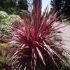 Cordyline australe 'Red Star'