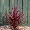 Cordyline australe 'Red Star'