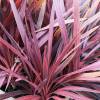 Cordyline australe 'Red Star'