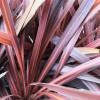 Cordyline australe 'Red Star'