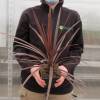 Cordyline australe 'Red Star'