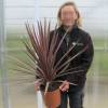 Cordyline australe 'Red Star'