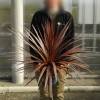 Cordyline australe 'Red Star'