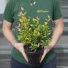 Myrte d'Australie 'Newport'