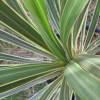 Cordyline australe 'Torbay dazzler'