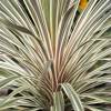 Cordyline australe 'Torbay dazzler'