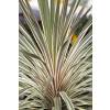 Cordyline australe 'Torbay dazzler'