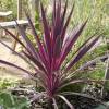 Cordyline australe rose