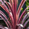 Cordyline australe rose