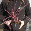 Cordyline australe rose