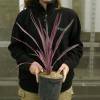 Cordyline australe rose