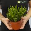 Crassula ovata Hobbit