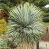 Yucca rostrata