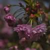 Cerisier du Japon pleureur 'Kiku-shidare-zakura'