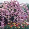 Cerisier du Japon pleureur 'Kiku-shidare-zakura'