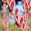 Saule japonais  chatons roses