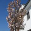 Cerisier du Japon à port colonnaire 'Amanogawa'
