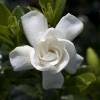 Gardenia 'Crown Jewel'