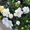 Gardenia 'Crown Jewel'