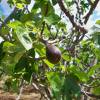 Fig tree 'Noire de Caromb'