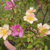 Rosier Mutabilis, Rosier de Chine