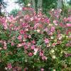 Rosier Mutabilis, Rosier de Chine