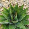 Agave des montagnes