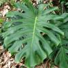 Monstera pertusum, deliciosa