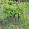 Vigne de table Chasselas ros