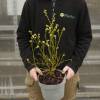 Myrtillier nain autofertile