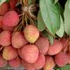 Litchi 'Kwai May Pink'