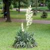 Yucca filamenteux