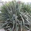 Yucca filamenteux