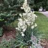 Yucca filamenteux