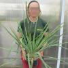 Yucca filamenteux