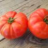 Tomate Marmande