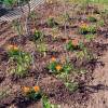 Tomate Marmande