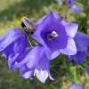 Campanule � feuilles de p�cher