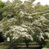 Cornouiller de Chine  fleurs blanches