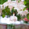 Fuchsia 'White King'