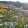 Achill�e millefeuille, Achill�e couvre-sol