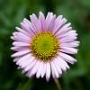 Erigeron rose, Vergerette glauque