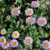 Erigeron rose, Vergerette glauque