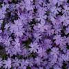 Phlox nain mauve, Phlox mousse mauve