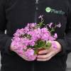 Phlox nain rose, Phlox mousse rose